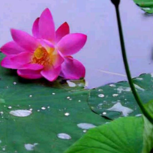 ❤️封心🔒锁爱❤️