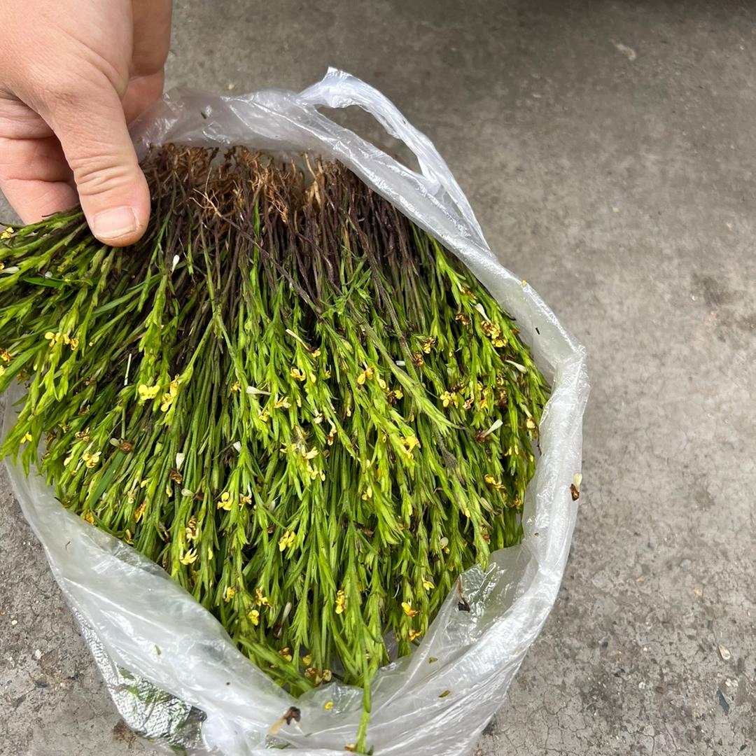 阳山土特产海燕3号店