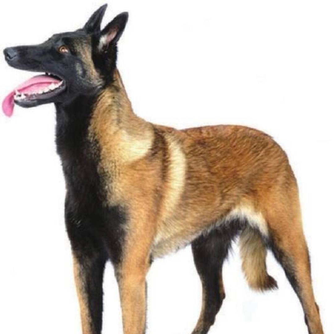 黔清犬舍（老五马犬）小号