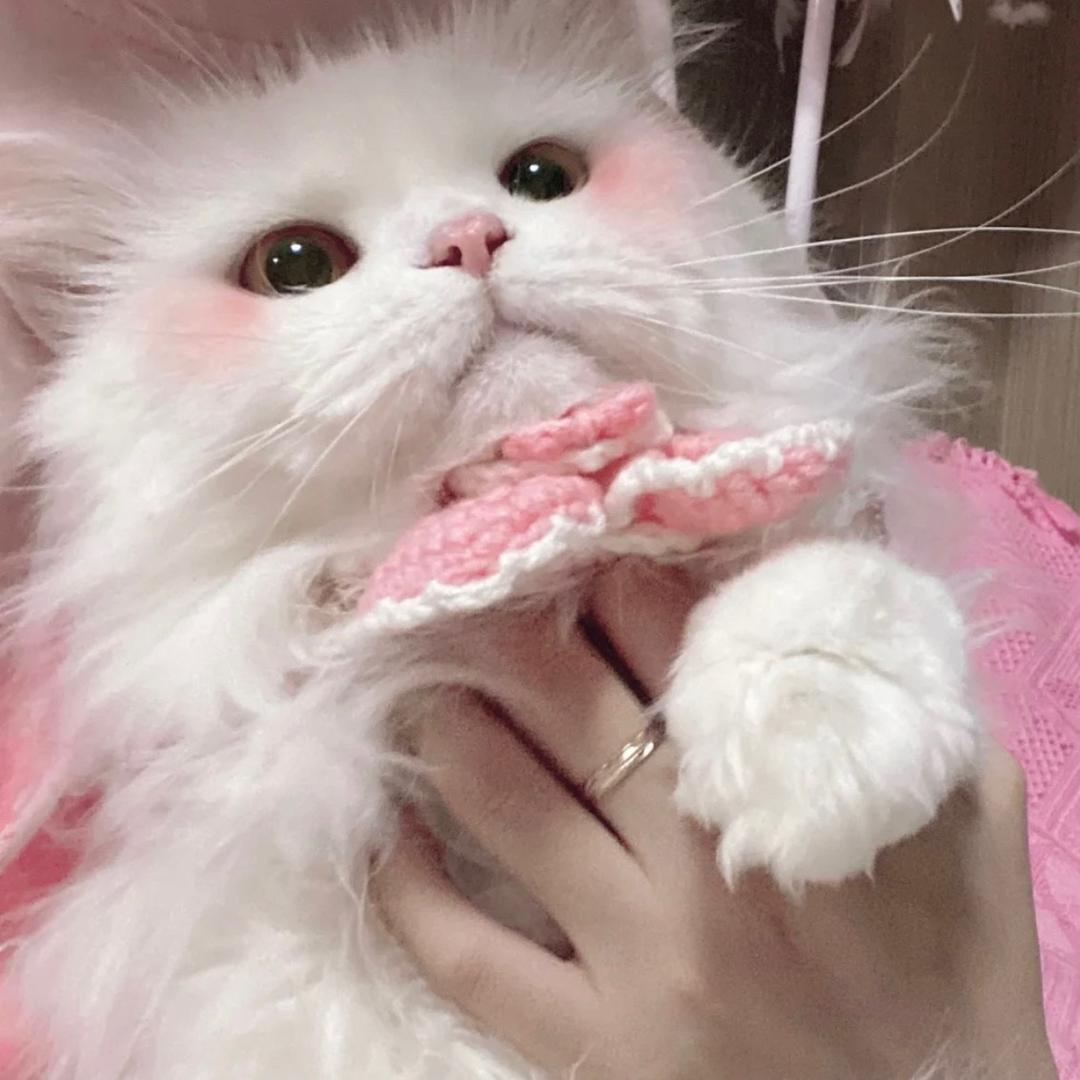 困困宅猫🐱
