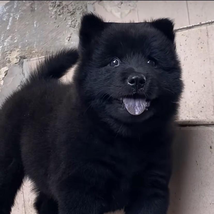 五黑犬在广西