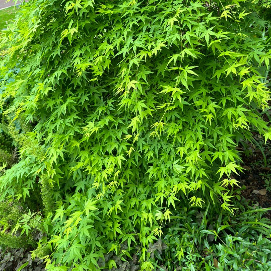 隔壁老王叒出门了😏