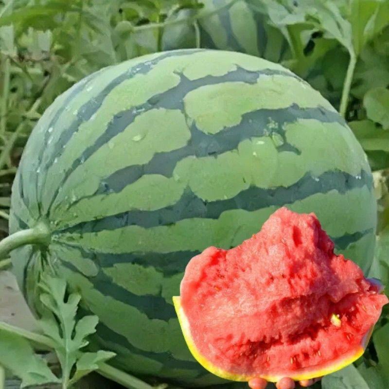 夏邑半分园果业