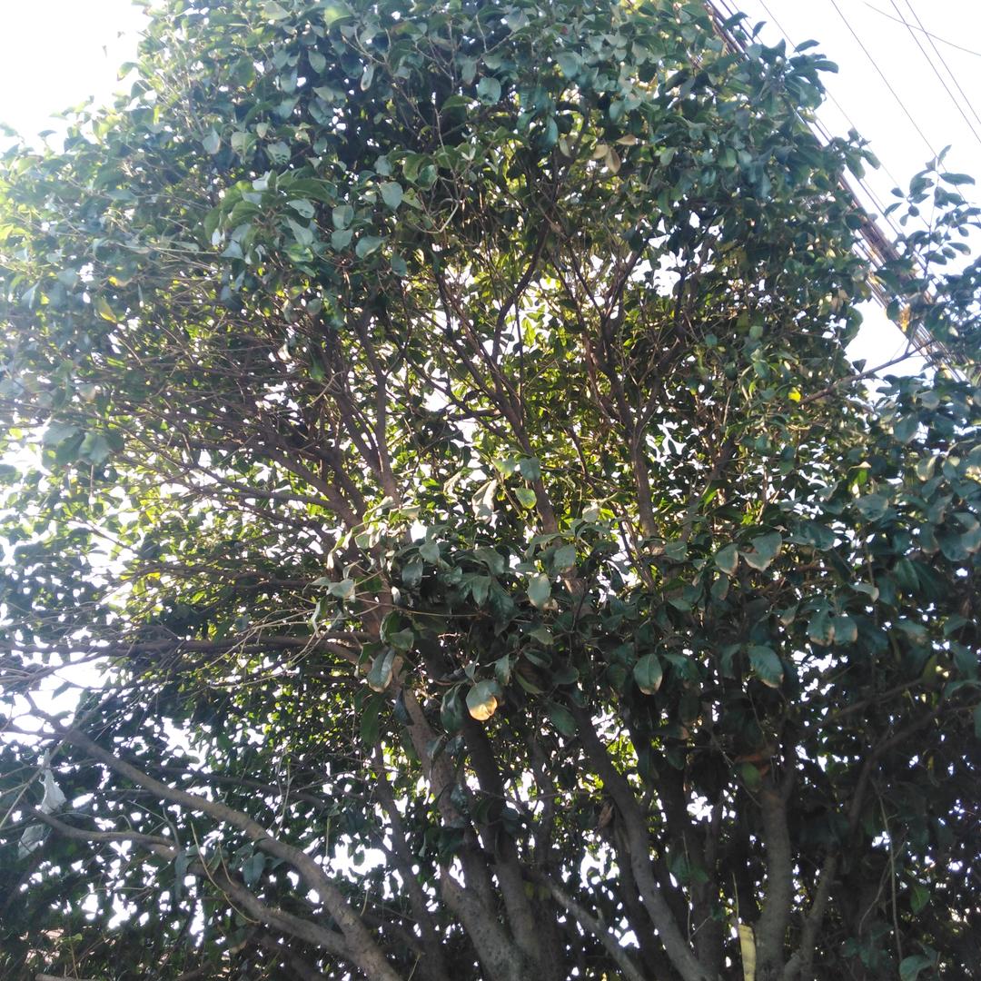 珊瑚颂