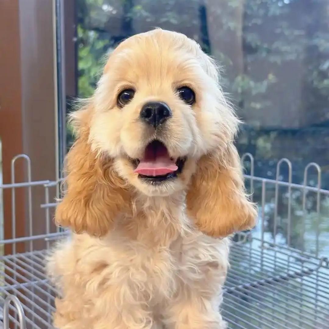 猪猪家，宝贝美卡@