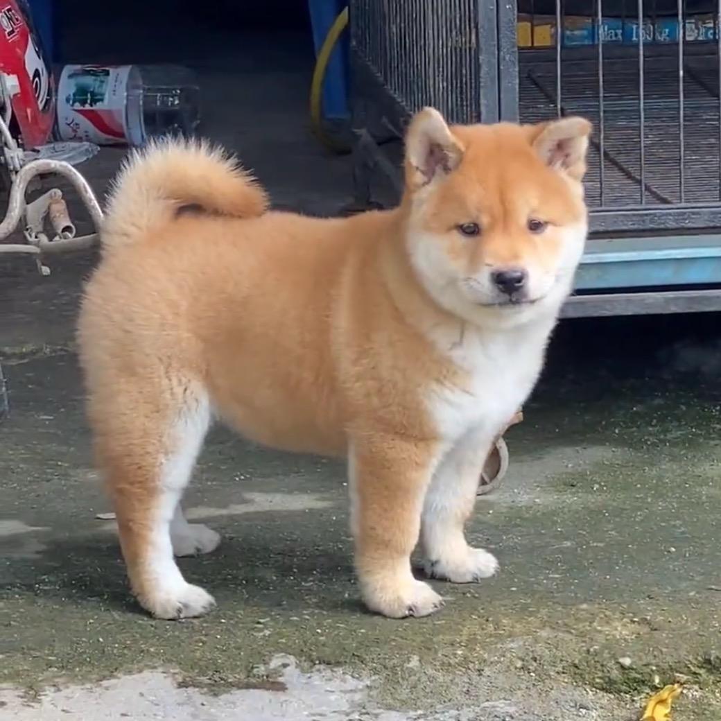 招财🐶小能手3