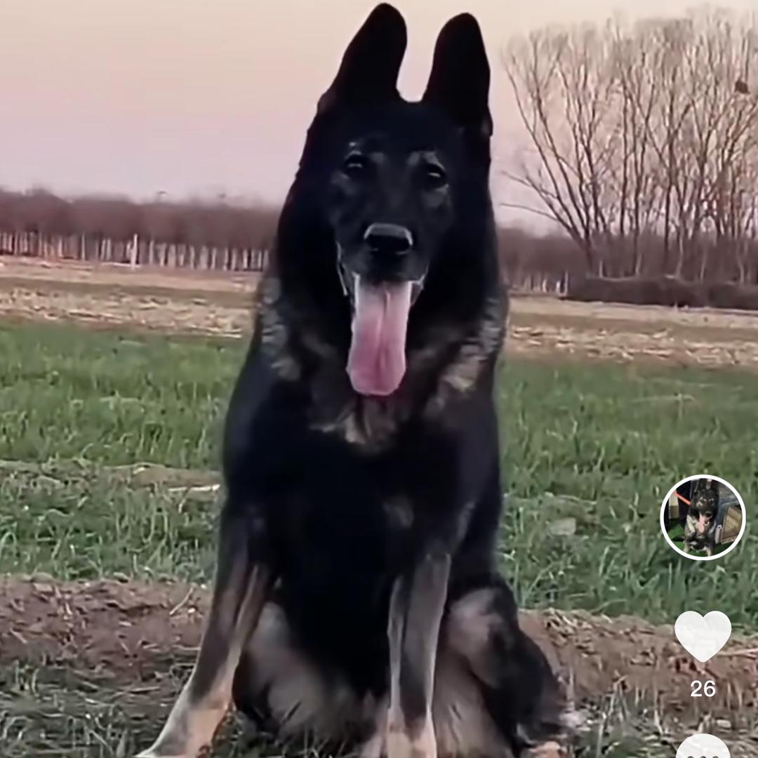 安安犬舍