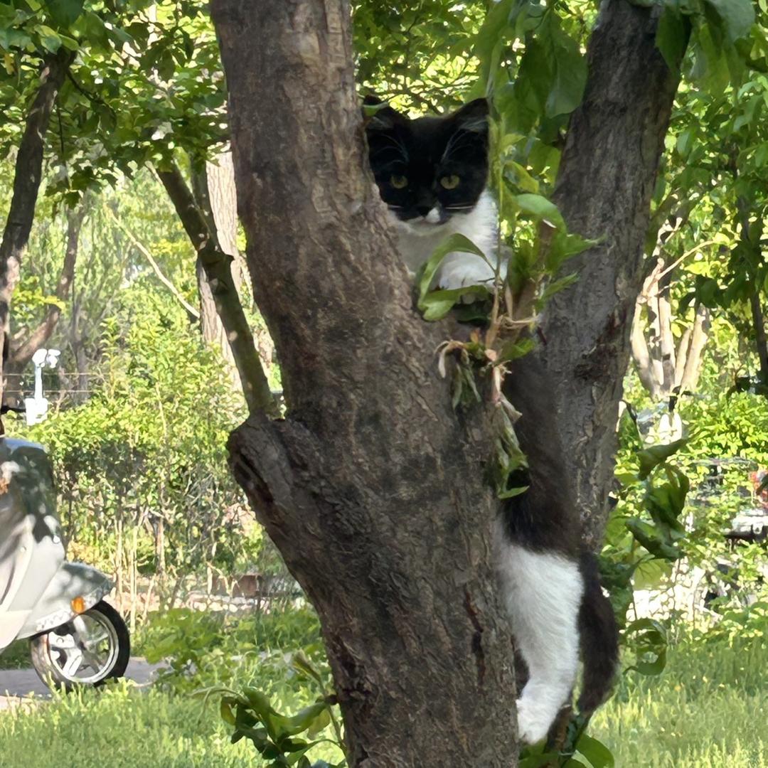 lucky是一只奶牛猫呀