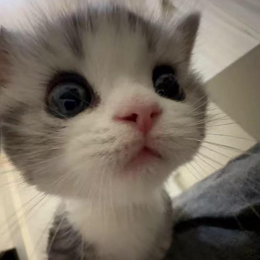 骂我的都是日本人