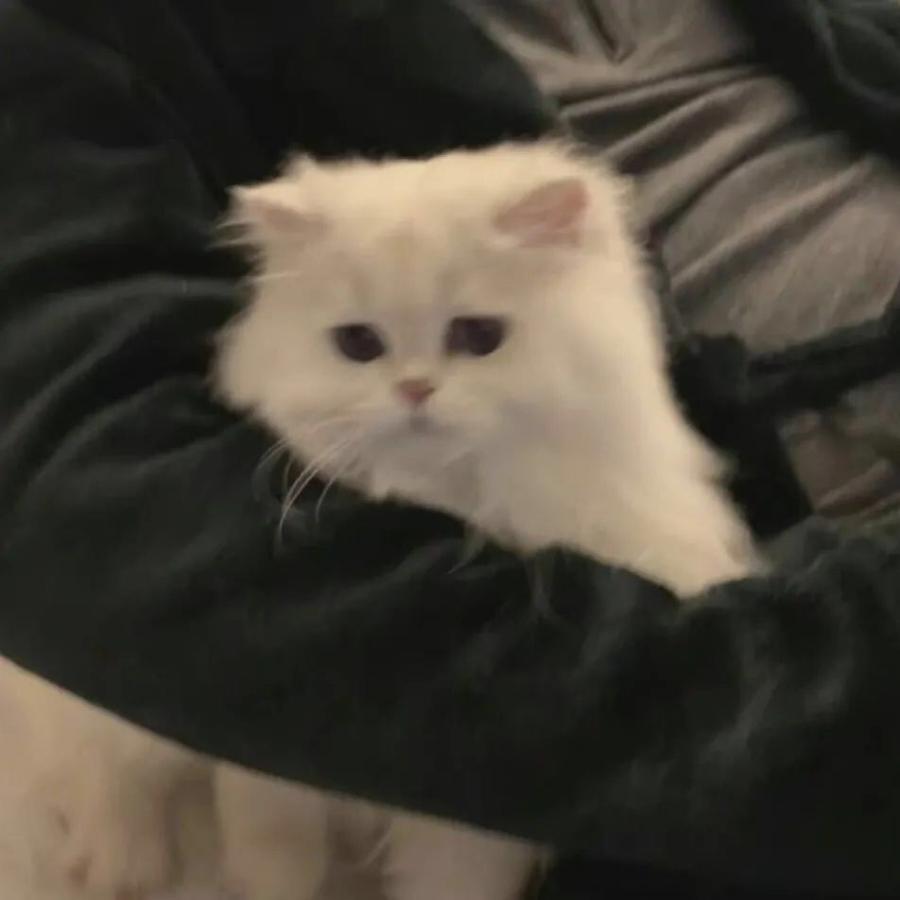 情愫