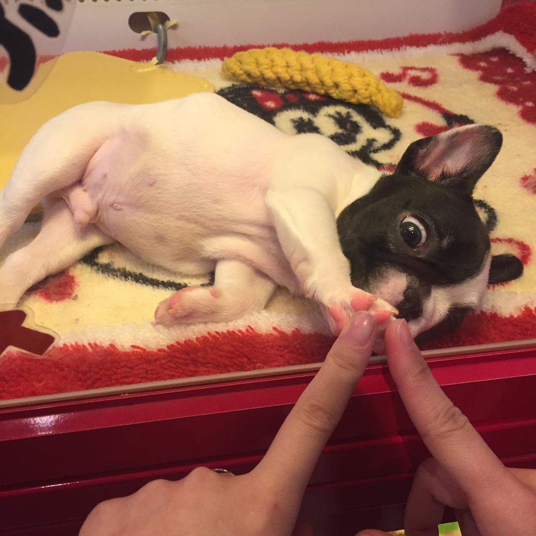 狄胖儿