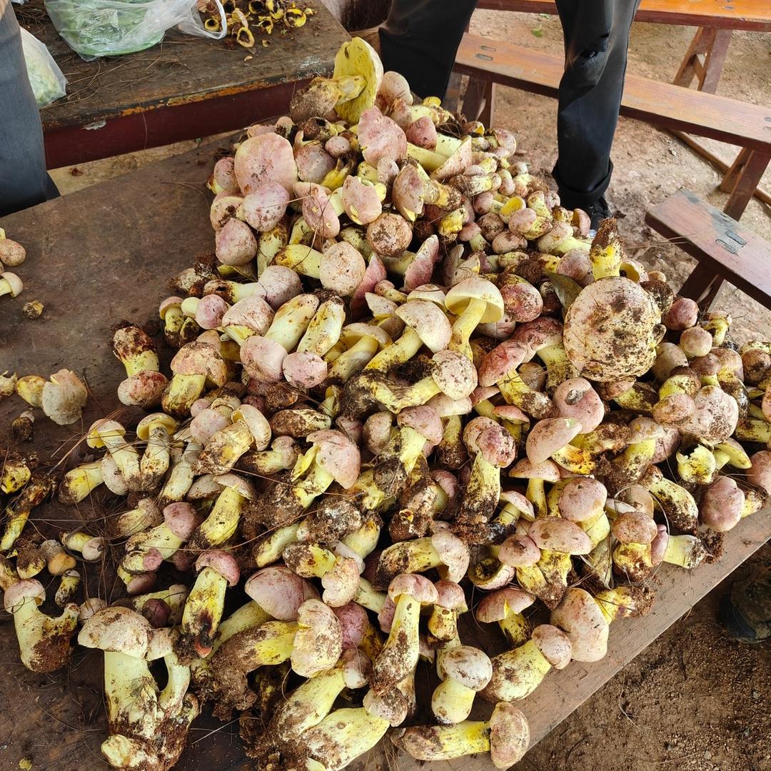 云玉甄选野生菌