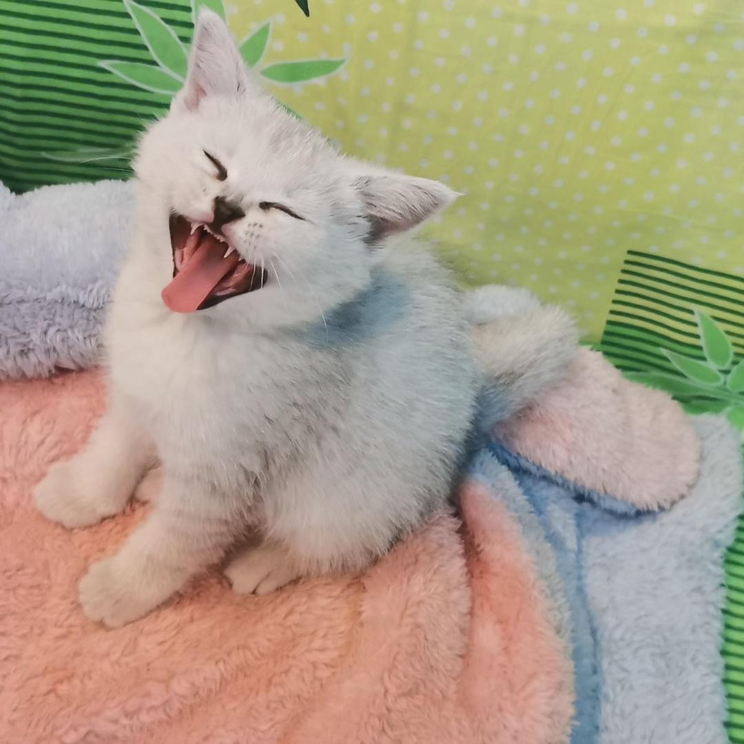 喵喵壳壳子手作屋