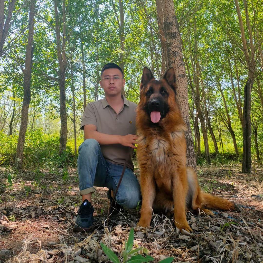 永强德牧犬舍🇨🇳