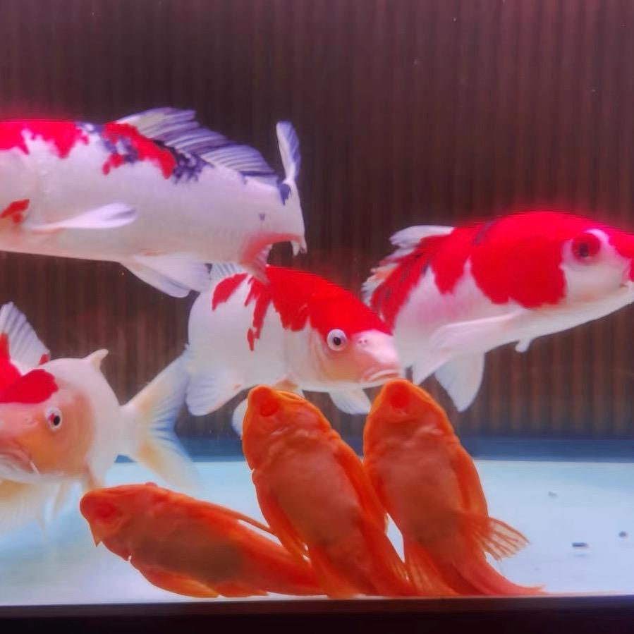 鱼乐无穷水族馆