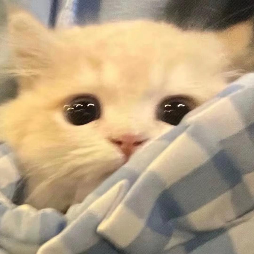 小喵meme