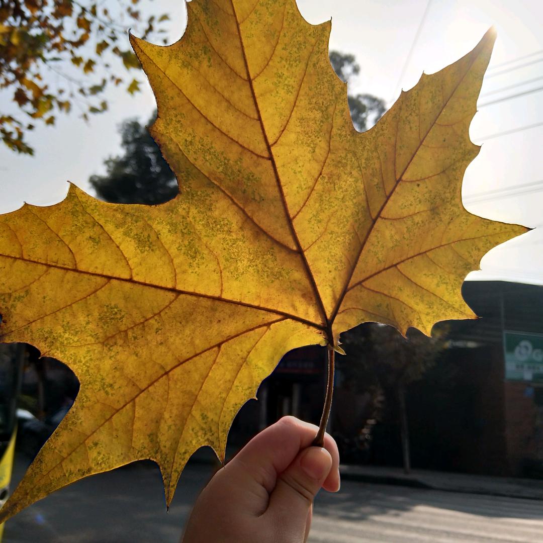 🍋️🍋️🍋️