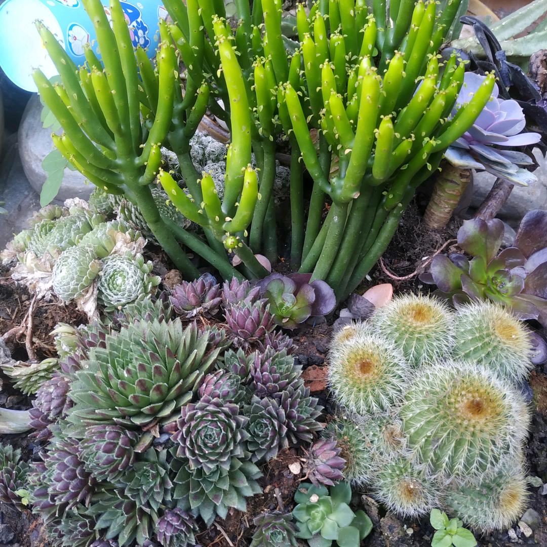 拉拉
