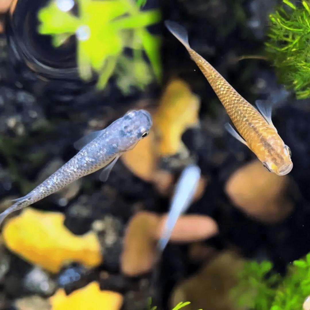 鱼缘水族精品