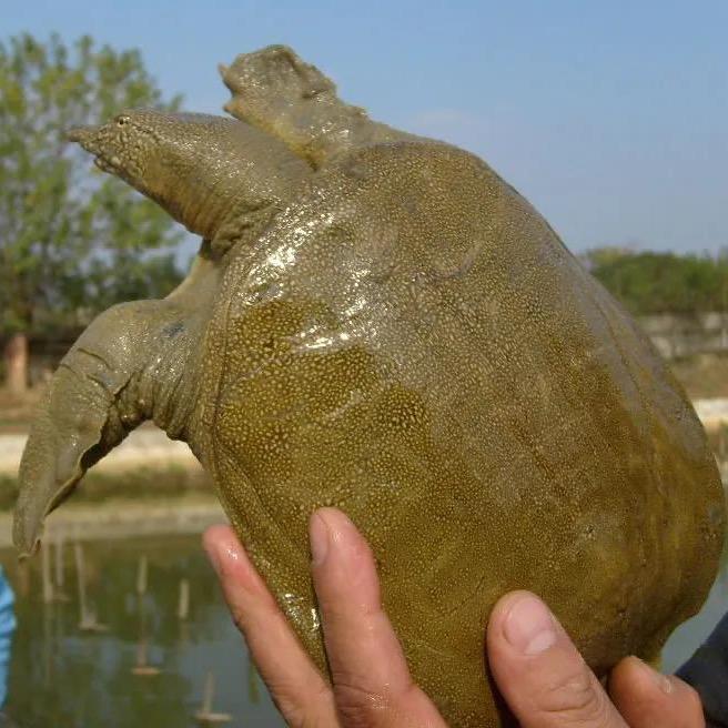 中华鳖养殖基地小琪