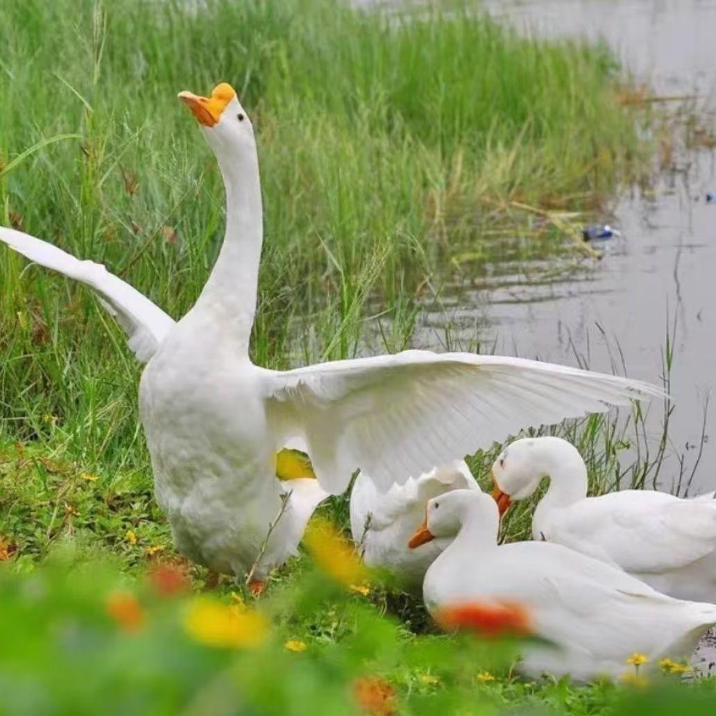 鹅肉鲜美蛋又多