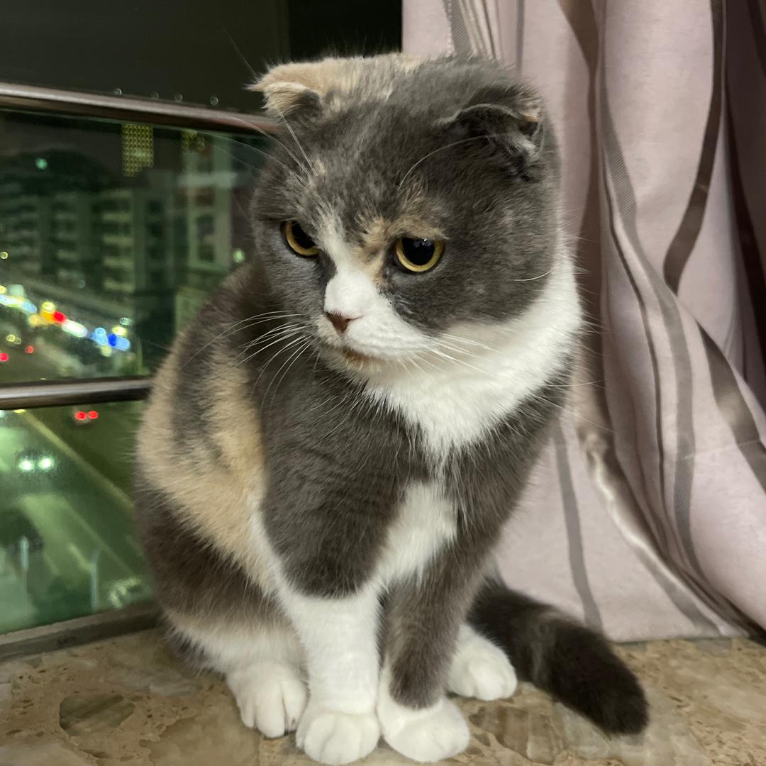 壹壹萌宠日记