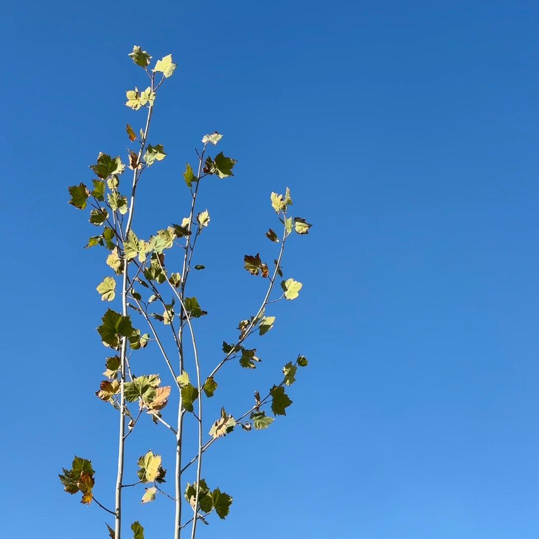 逃离生活把书读烂