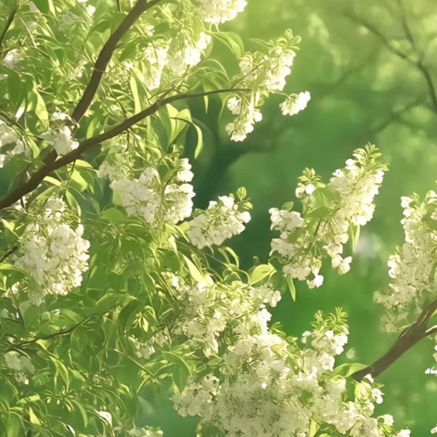 栩渝
