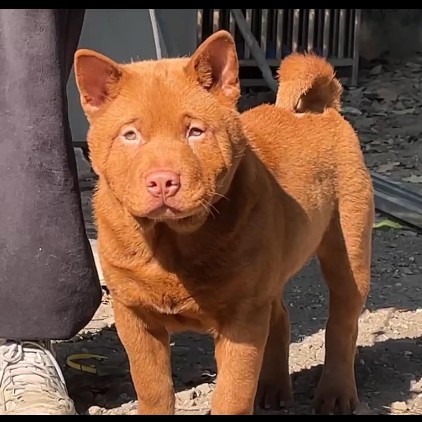 曼巴犬舍直播1️⃣号