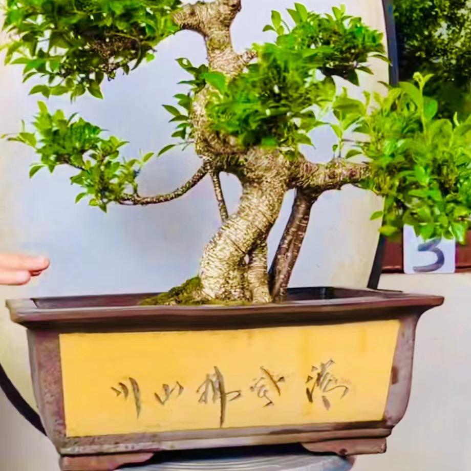 半粒糖园艺