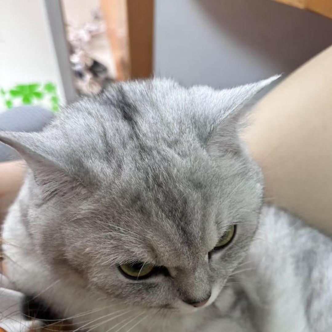 小猫CS