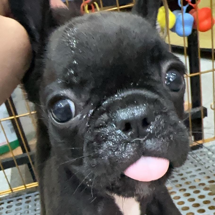 豆豆啦