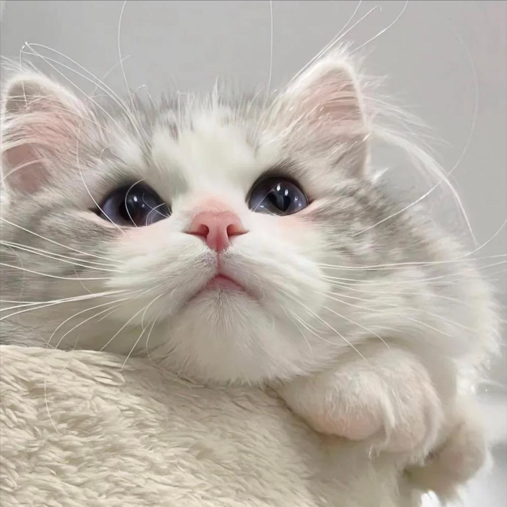 Meimei🐱
