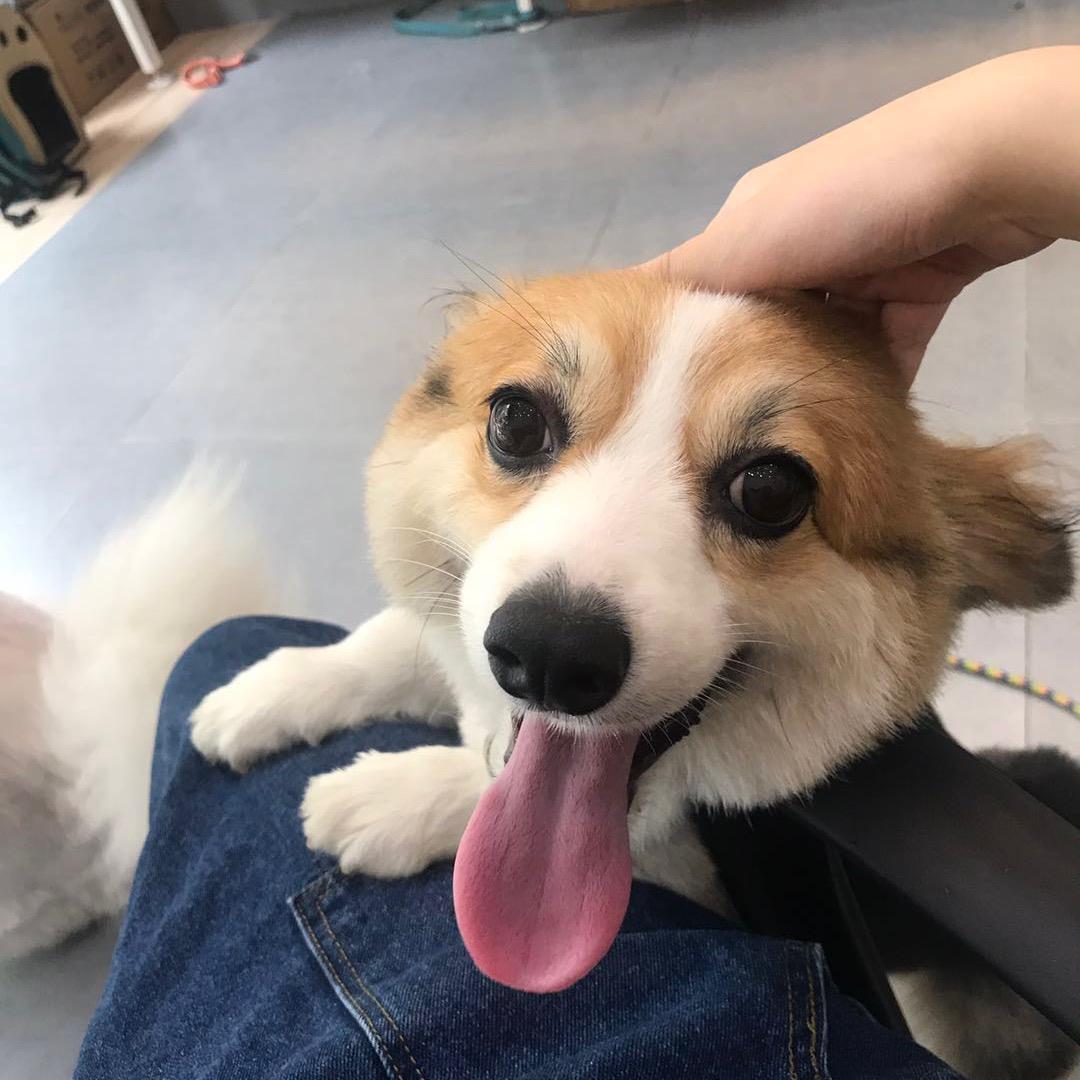 十月是一只小柯基