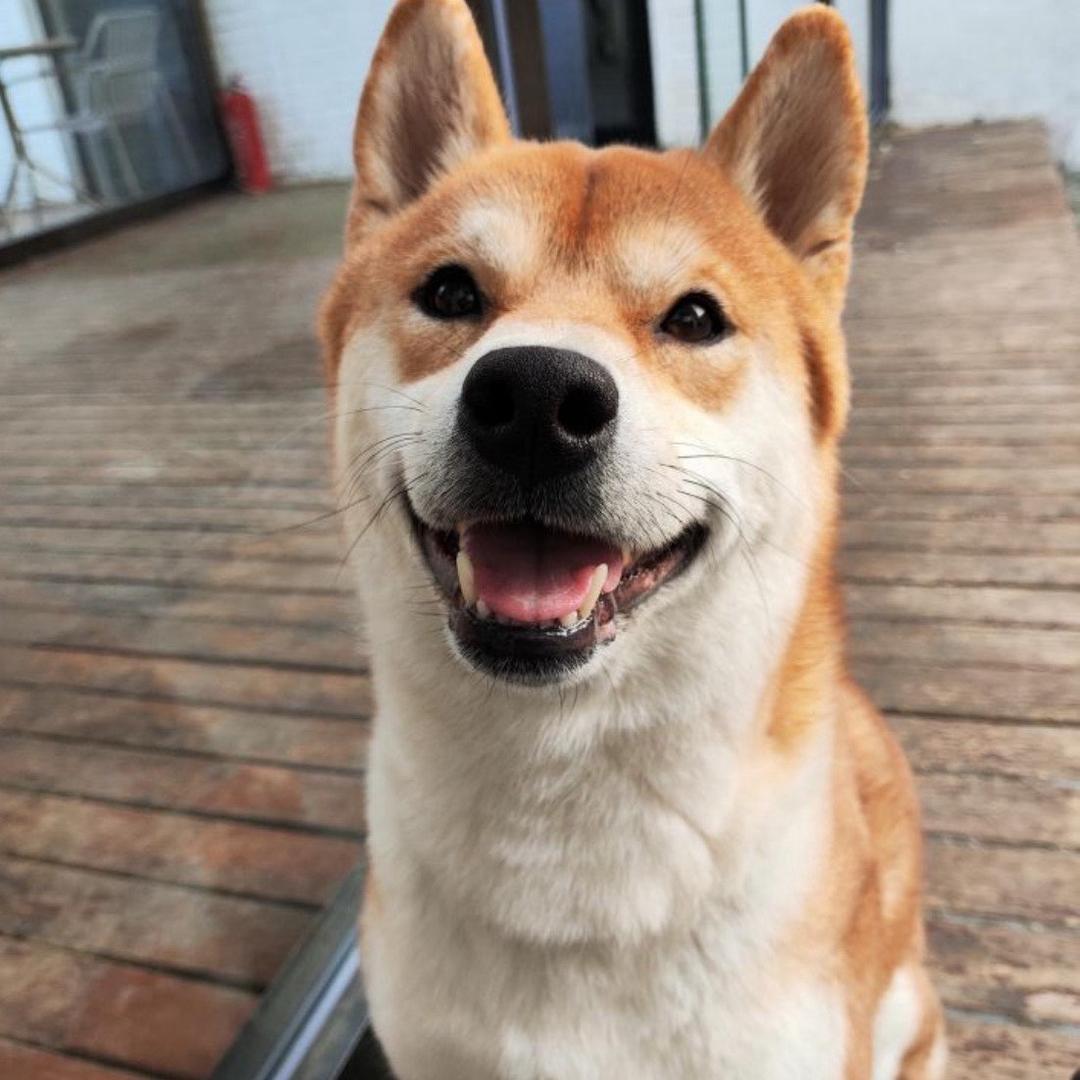 雷碧