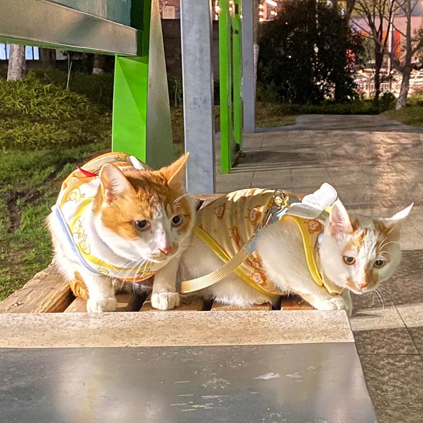 王大咪和王小咪