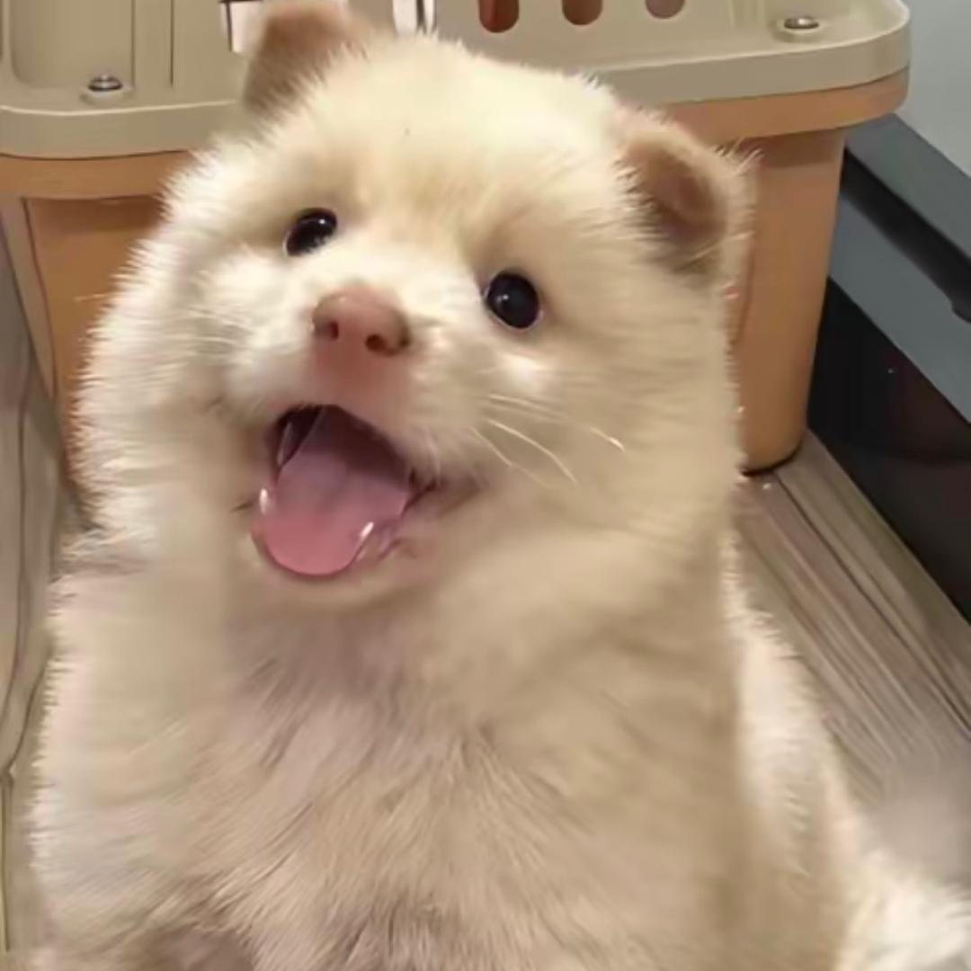 田园犬研究员🐶