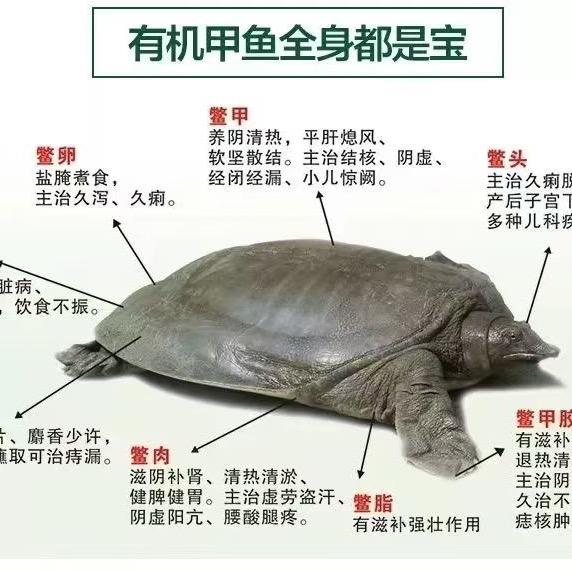 ＡＡＡ麻辣甲鱼·辣卤牛蛙🐸
