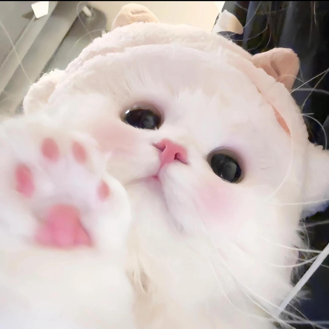 今天咪酱玩什么🩵