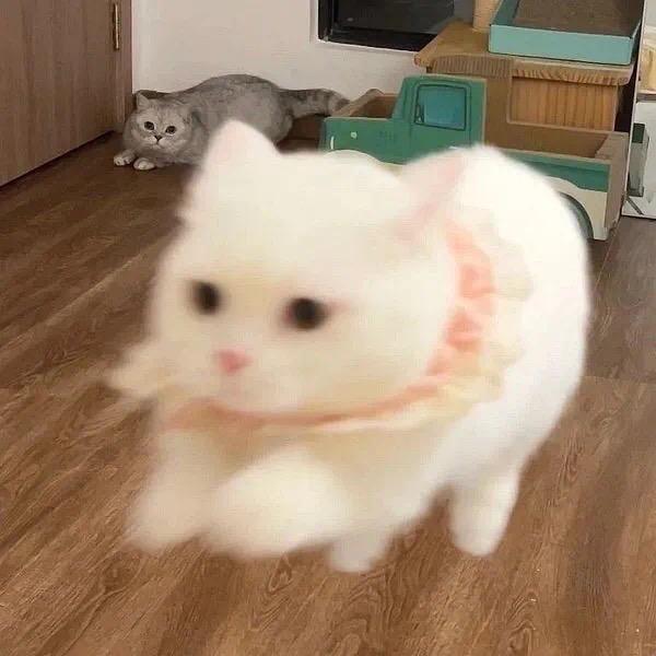饭饭助眠