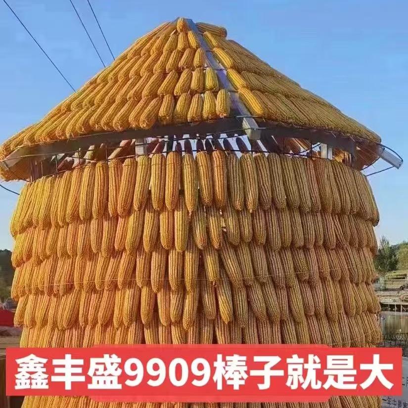 长治关村玉米🌽种子