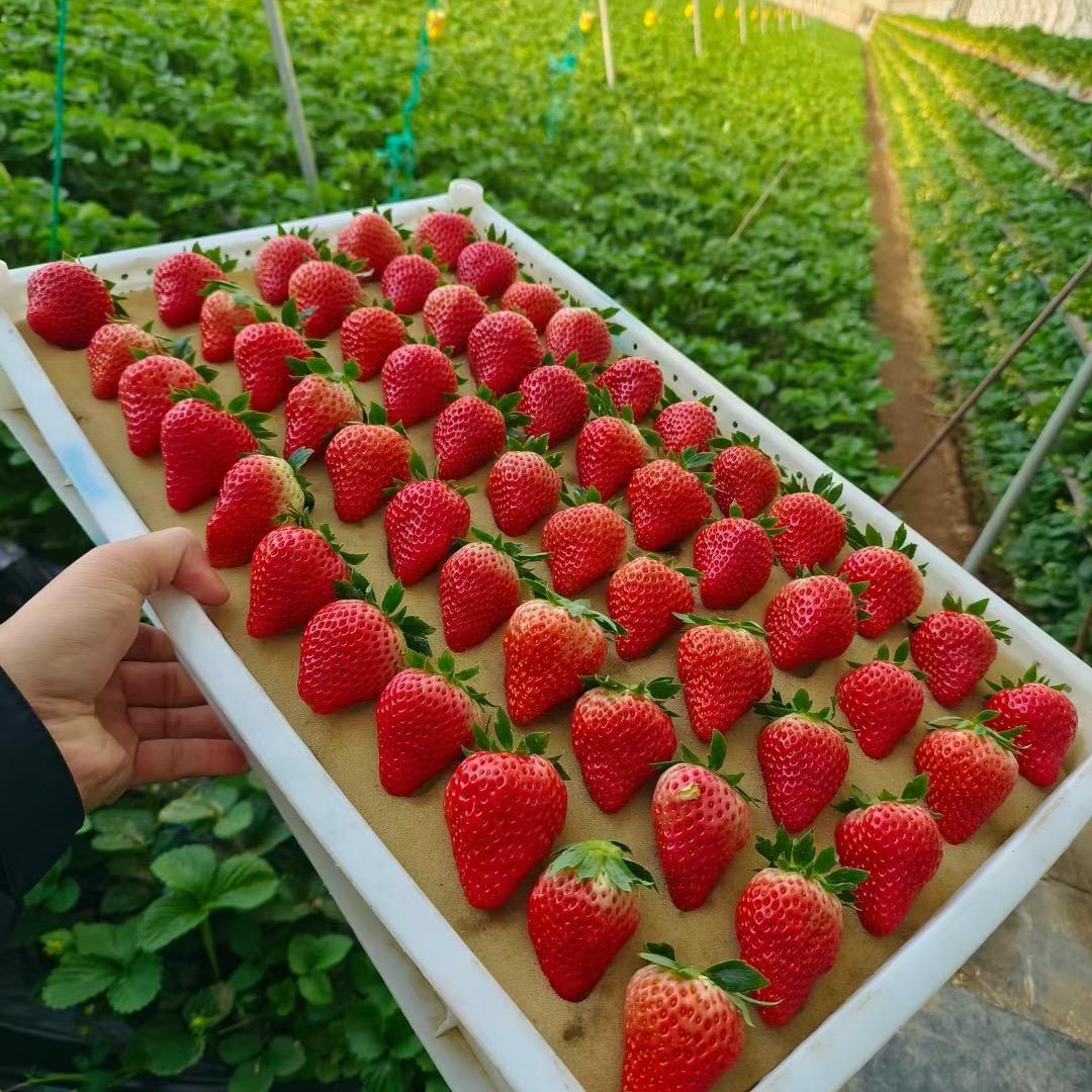 峰哥牛奶草莓采摘园