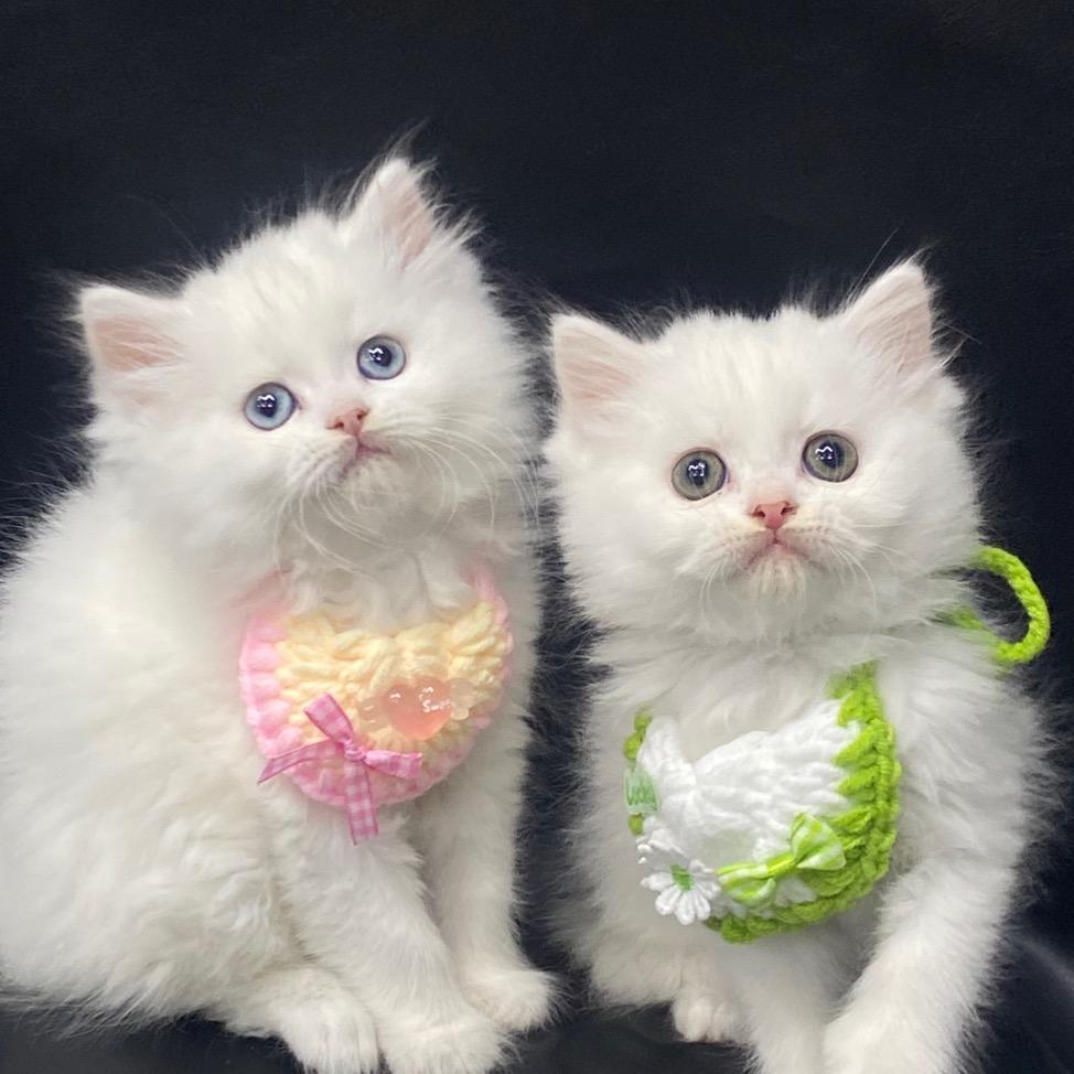 猫大王萌宠猫舍