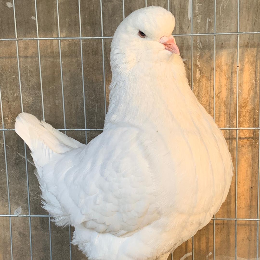 小黑鸽在兰考（奥小号）