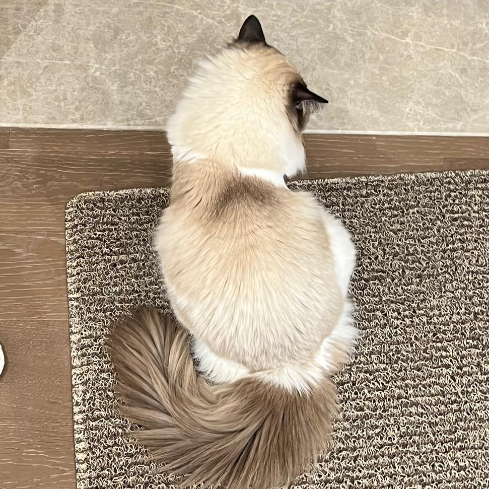 我说晚饭取消