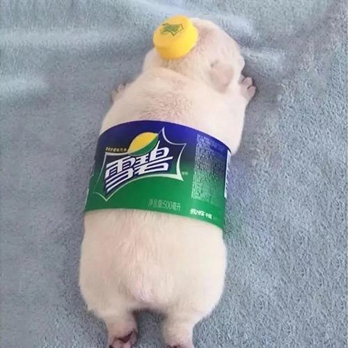 瓶盖