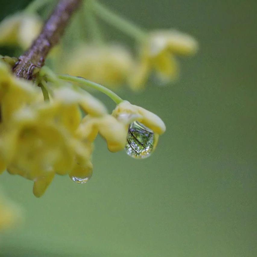 支支棒厦门制香