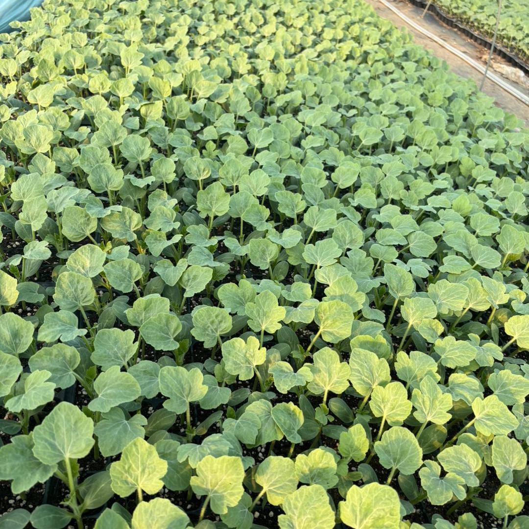 美都自根嫁接苗