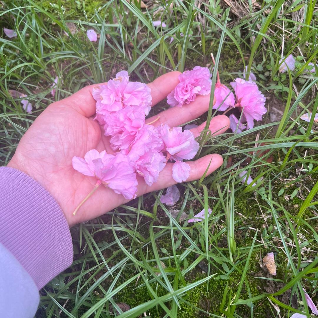 中药材种植小雅