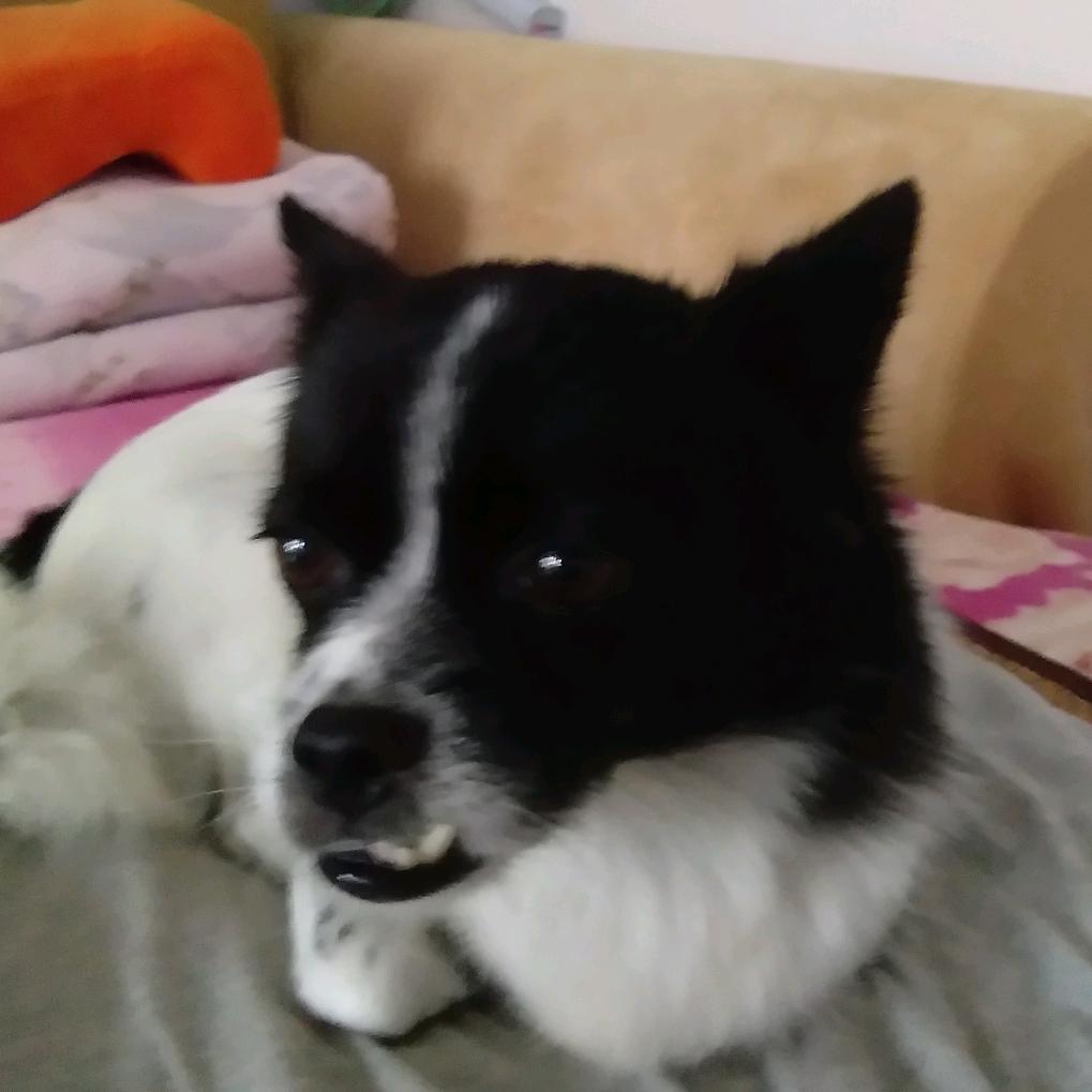 龅牙妹